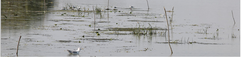 Water resources and wetlands 9-13 September 2020 Tulcea ROmania