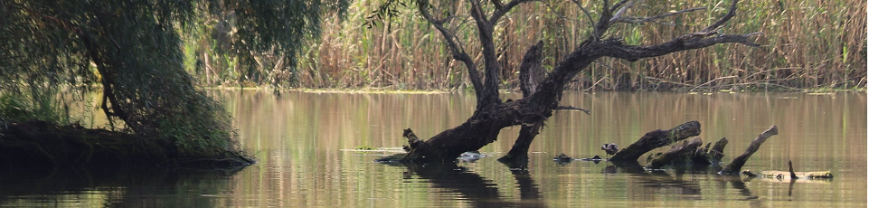 Water resources and wetlands 9-13 September 2020 Tulcea ROmania