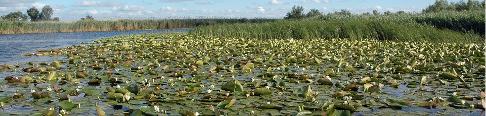 Water resources and wetlands 9-13 September 2020 Tulcea ROmania