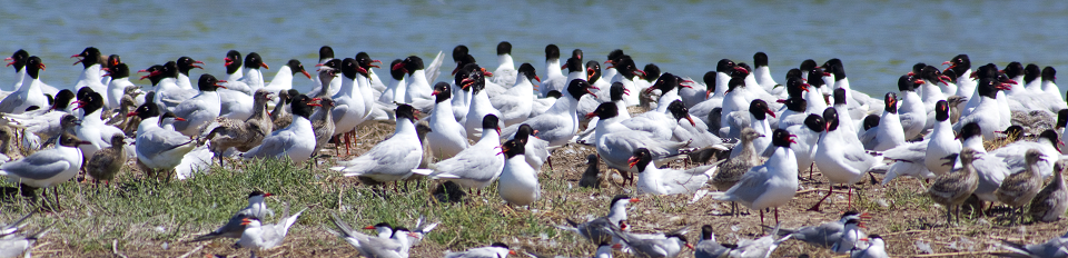 Water resources and wetlands 9-13 September 2020 Tulcea ROmania