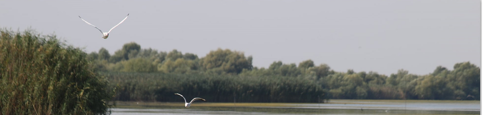 Water resources and wetlands 9-13 September 2020 Tulcea ROmania